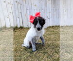 Small #4 Collie Mix