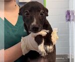 Ghoulie - Female Beagle-Unknown Mix Dog for Adoption - Small photo