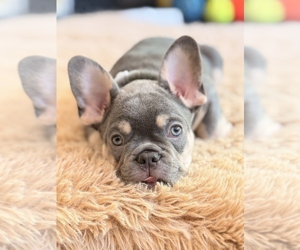 Medium Photo #2 French Bulldog Puppy For Sale in FORT BELVOIR, VA, USA