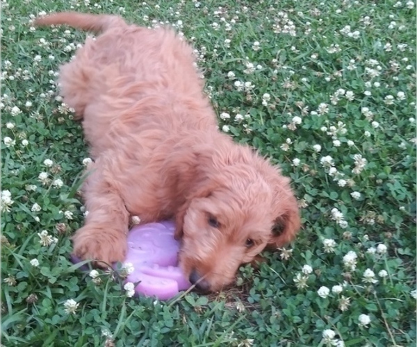 Medium Photo #1 Goldendoodle Puppy For Sale in SUMMERVILLE, SC, USA