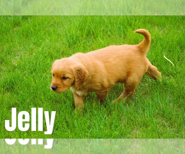Medium Photo #1 Golden Retriever Puppy For Sale in MIDDLEBURG, PA, USA
