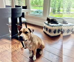 Small #2 American Pit Bull Terrier Mix