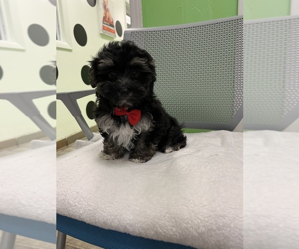 Medium Photo #1 Havanese Puppy For Sale in RANDOLPH, MA, USA