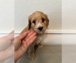 Puppy Marshall Goldendoodle (Miniature)