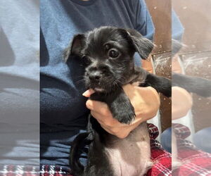 Mutt Dogs for adoption in San Diego, CA, USA