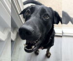 Small #2 Labrador Retriever Mix