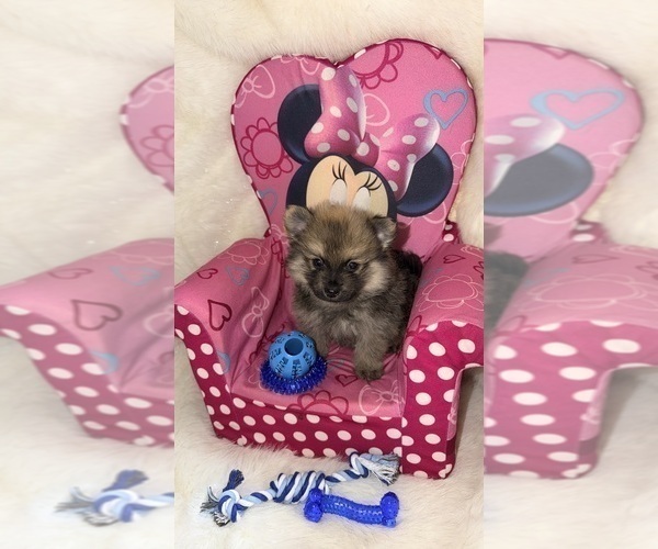 Medium Photo #1 Pomeranian Puppy For Sale in JOLIET, IL, USA