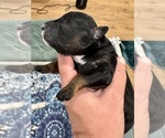 Puppy Edisto Aussiedoodle Miniature 