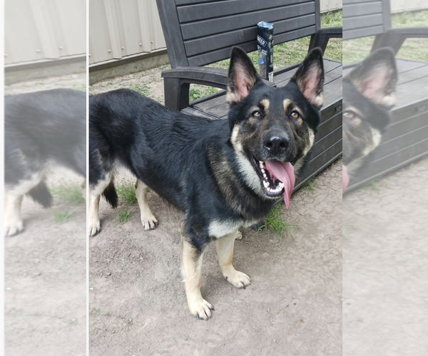 Medium Photo #3 German Shepherd Dog Puppy For Sale in Kankakee, IL, USA
