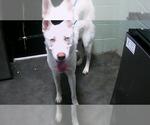 Small German Shepherd Dog Mix