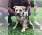 Small #4 Mastiff Mix
