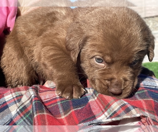 Medium Photo #3 Labrador Retriever Puppy For Sale in STOCKTON, CA, USA