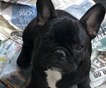 Small Photo #7 French Bulldog Puppy For Sale in JACKSON, NJ, USA