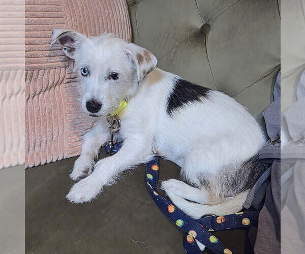 Medium Photo #2 Mutt Puppy For Sale in Oak Bluffs, MA, USA