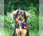 Small #3 Australian Shepherd Mix