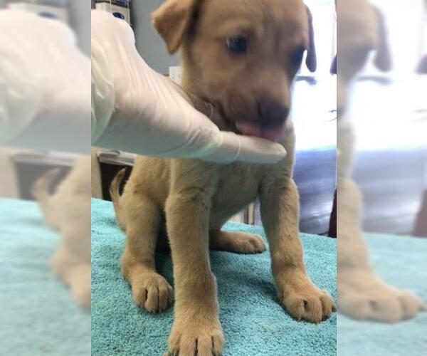 Medium Photo #1 Great Pyrenees-Unknown Mix Puppy For Sale in Riverside, CA, USA