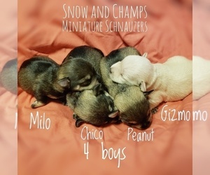 Schnauzer (Miniature) Puppy for sale in CEDAR GAP, MO, USA