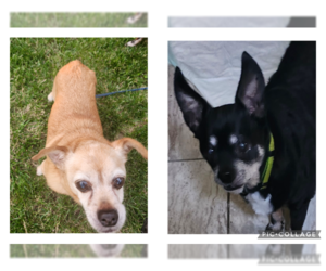 Chihuahua-Unknown Mix Dogs for adoption in Rootstown, OH, USA