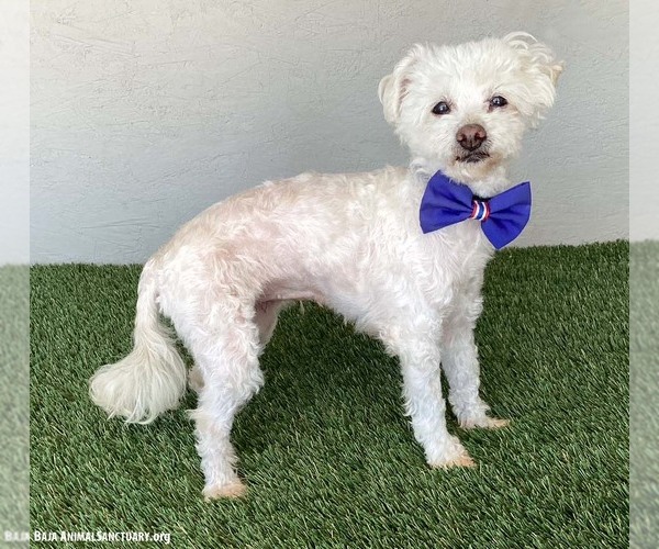 Medium Photo #4 Maltipoo (Miniature) Puppy For Sale in San Diego, CA, USA