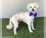 Small #3 Maltipoo (Miniature)