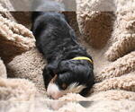 Small Photo #28 Bernedoodle Puppy For Sale in ELMWOOD, IL, USA