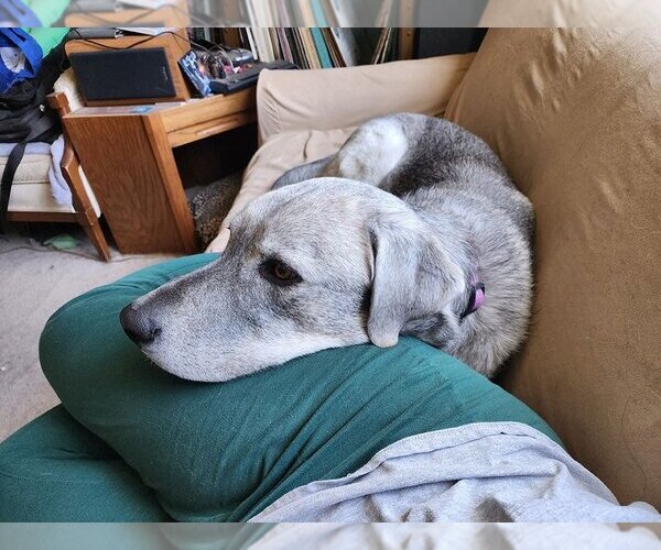 Medium Photo #12 Great Pyrenees-Huskies  Mix Puppy For Sale in Salt Lake City, UT, USA