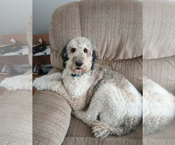 Medium Photo #1 Poodle (Standard)-Unknown Mix Puppy For Sale in MIDWAY, UT, USA