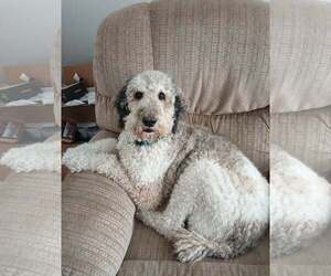 Poodle (Standard)-Unknown Mix Dogs for adoption in MIDWAY, UT, USA