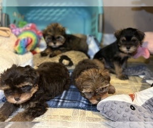 Yorkshire Terrier Litter for sale in RAINBOW CITY, AL, USA