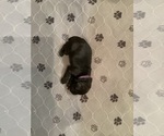 Puppy Puppy 10  PurC Schnauzer (Giant)