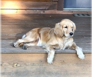Mother of the Golden Cocker Retriever puppies born on 12/13/2021