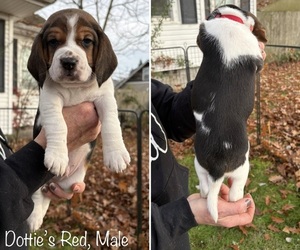 Beagle Puppy for sale in BROWNSVILLE, OR, USA