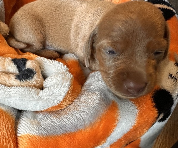 Medium Photo #1 Dachshund Puppy For Sale in MEDFORD, OR, USA