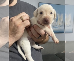 Labrador Retriever Puppy for sale in WILDWOOD, FL, USA