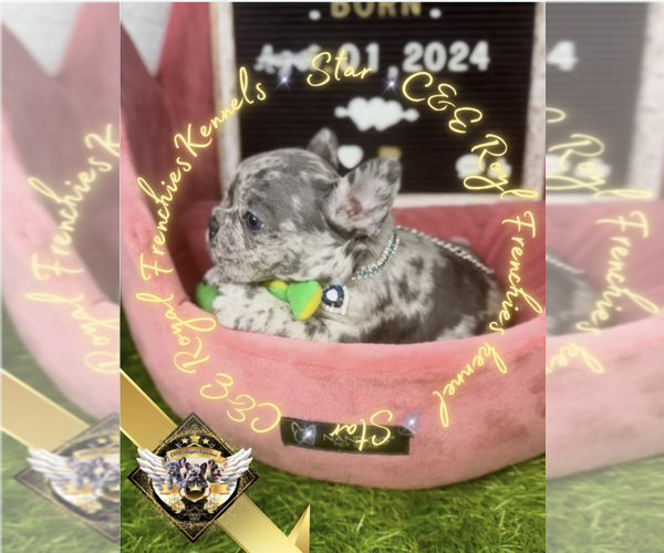 Medium Photo #8 French Bulldog Puppy For Sale in ATHENS, GA, USA