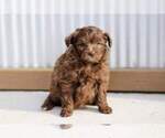 Puppy Layla Pom-A-Poo