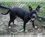 Small #1 American Pit Bull Terrier Mix