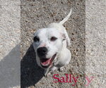 Small #7 American Bulldog Mix