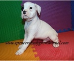 Small #15 Boxer