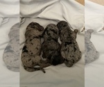 Small Photo #6 Double Doodle Puppy For Sale in FRIENDSWOOD, TX, USA