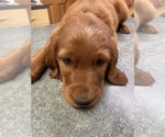 Small Photo #4 Irish Setter Puppy For Sale in COUPEVILLE, WA, USA