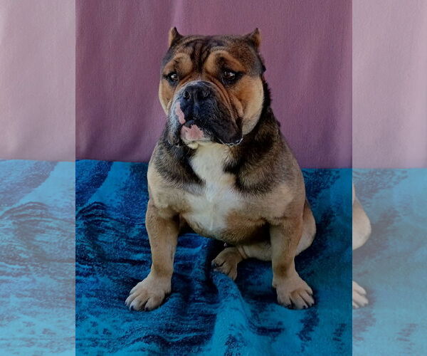 Medium Photo #2 Bulldog Puppy For Sale in Apple Valley, CA, USA