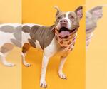 Small #1 American Staffordshire Terrier