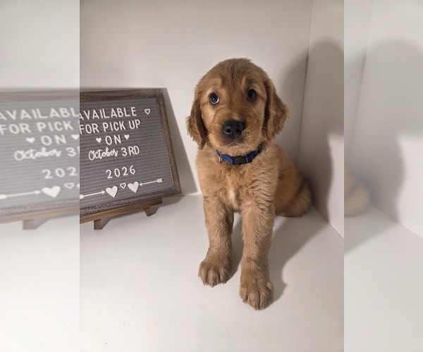 Medium Photo #2 Golden Retriever Puppy For Sale in GOODYEAR, AZ, USA