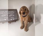 Diesel - Female Golden Retriever Puppy for Sale - Photo #2