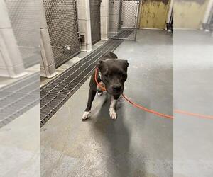 Mutt Dogs for adoption in Stockton, CA, USA