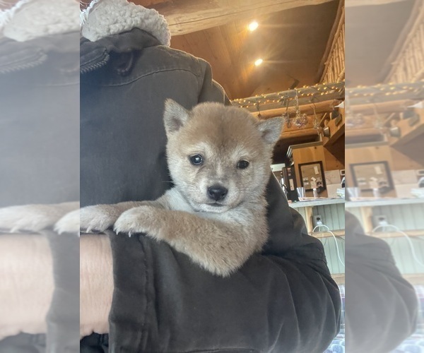 Medium Photo #1 Shiba Inu Puppy For Sale in SCHUYLKILL HAVEN, PA, USA