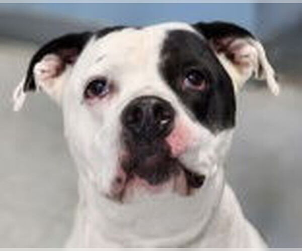 Medium Photo #2 American Pit Bull Terrier-Unknown Mix Puppy For Sale in Evansville, IN, USA