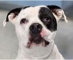 Small #1 American Pit Bull Terrier Mix