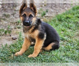 German Shepherd Dog Puppy for sale in SAN BERNARDINO, CA, USA